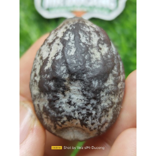 MUNCANG ADU JAYANTI BISON ORIGINAL 100%