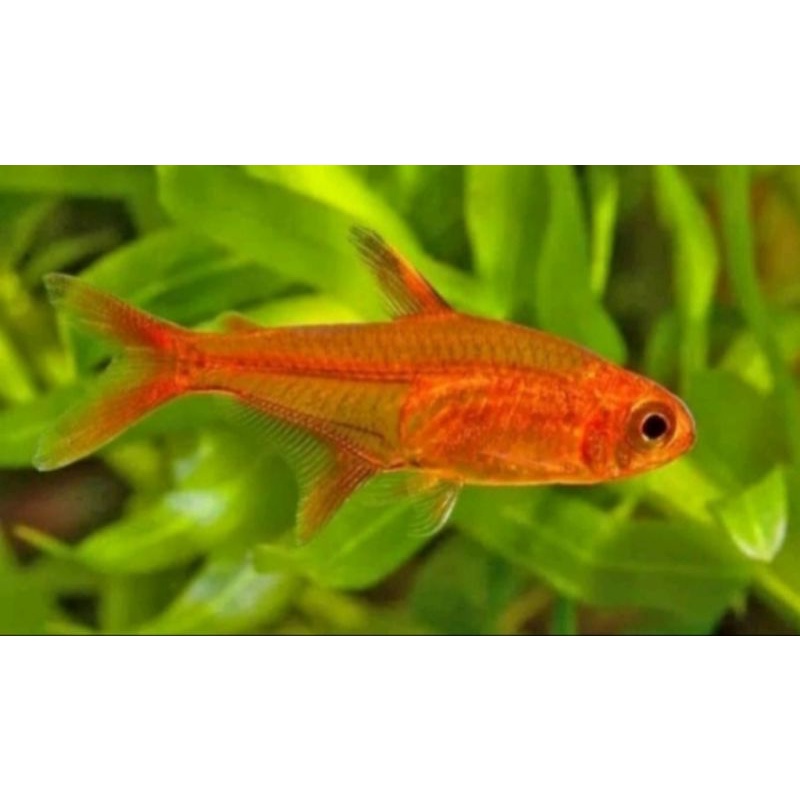 amandae ember tetra