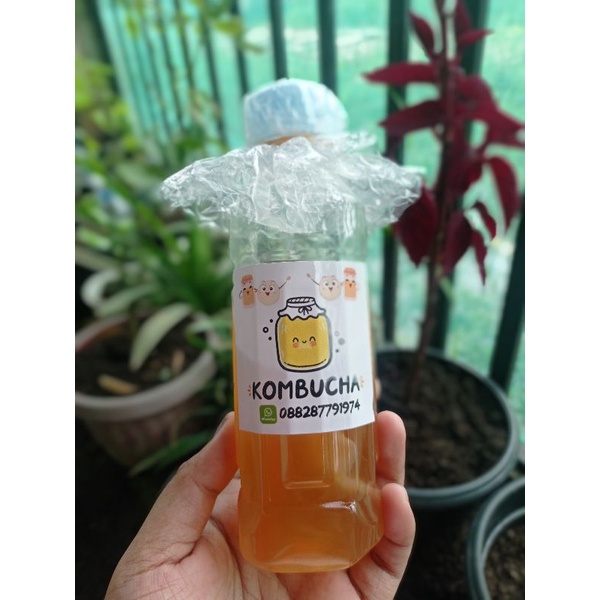 

Air kombucha teh fermentasi 200 gram