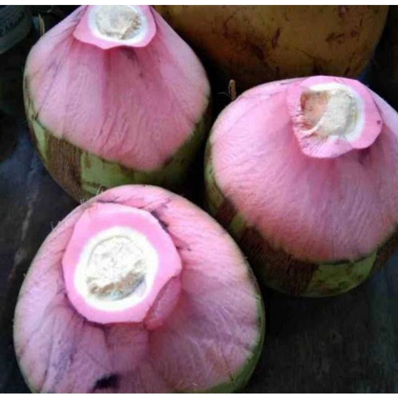 

BUAH KELAPA HIJAU ASLI UTUH UNTUK OBAT