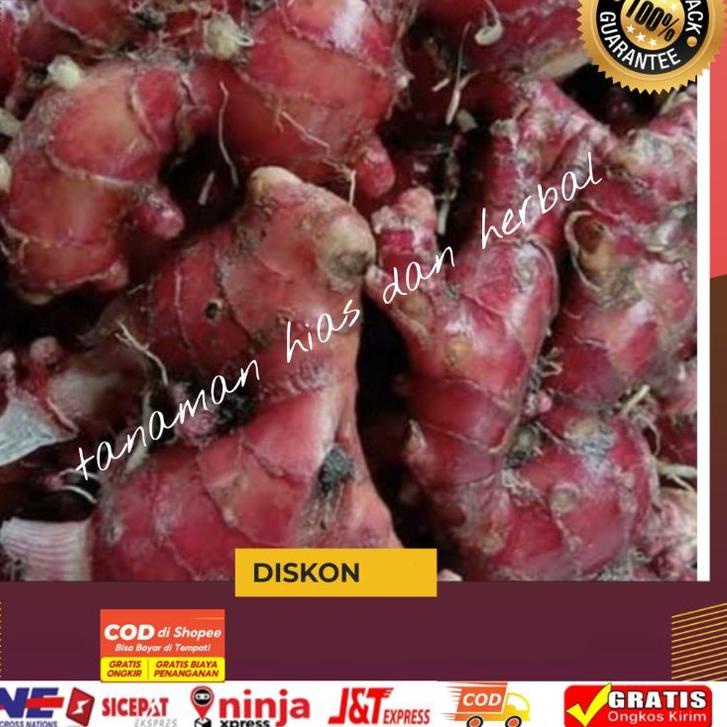 

✬ Jahe Merah Jahe Merah Super Jahe Merah Unggul Jahe Merah Langka Berkualitas Per1kg Terlaris ●