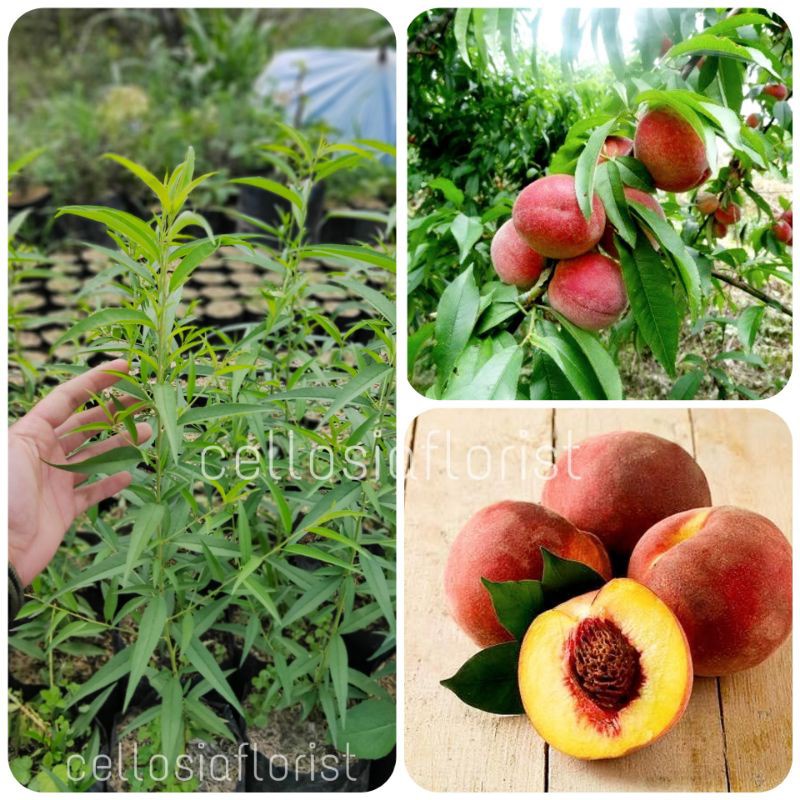 Bibit Tanaman Buah Persik / Buah Peach Pohon Hidup - TitipBibit