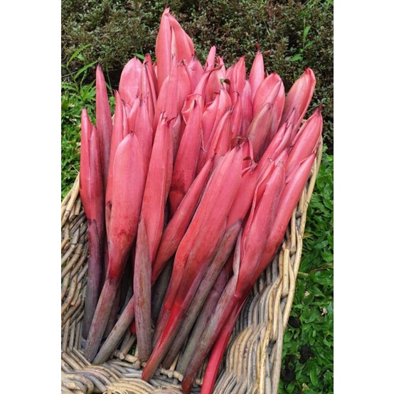 

Kecombrang Segar Red