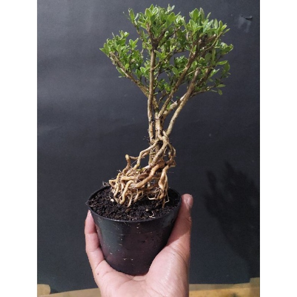 tanaman bonsai mirten avatar program akar (unik rare item siap tampil)  - TitipBibit