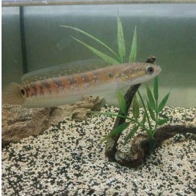 Ikan Channa Asiantica RSWS 14-16cm 11-13 8-9 dan 5-6cm