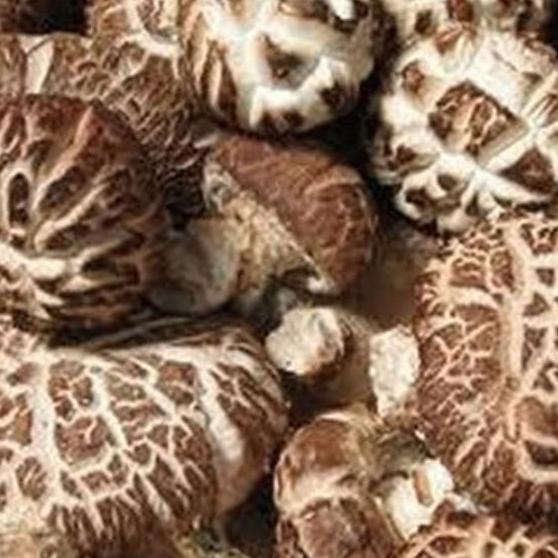 

♣ r Shitake Hioko Xiang Dried Gu Shitake Mushroom r Shitake Kering 500gr ♞