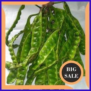 

suku cadang Buah pete segar baru petik biji buah petai 1F3B23