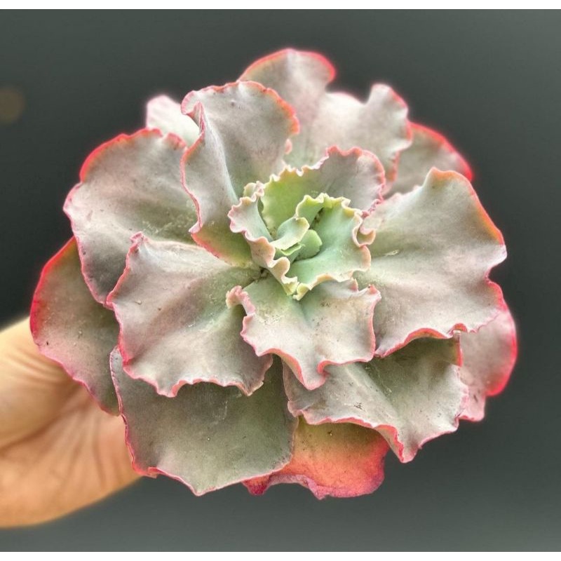 Sukulen Echeveria Perle Von Nurnberg Superbum Agavoides Lipstick Topsy Turvy Jumbo