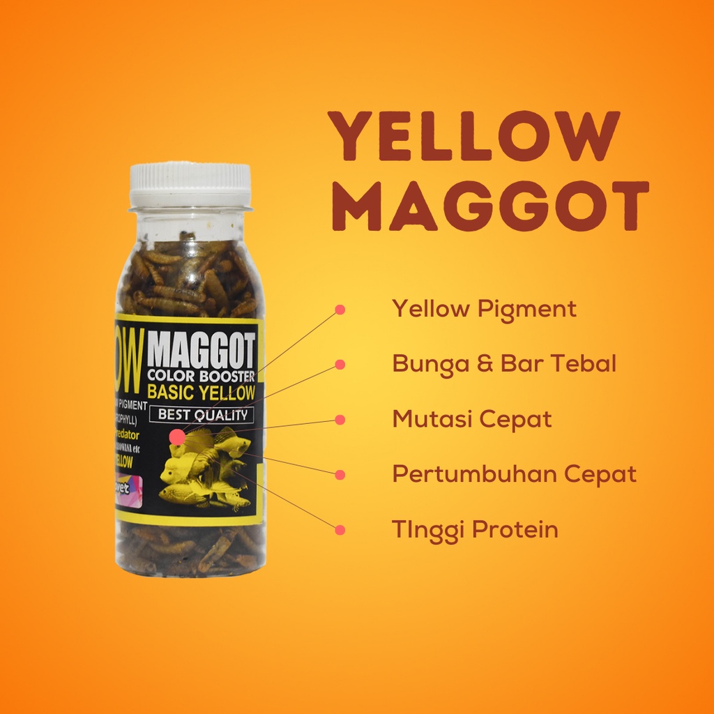 Pakan Maggot Kering Channa Barca Auranti Maru Pulchra