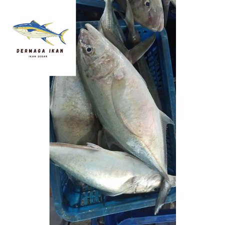 

Ikan Kuwe Lilin Segar 1~Kilogram