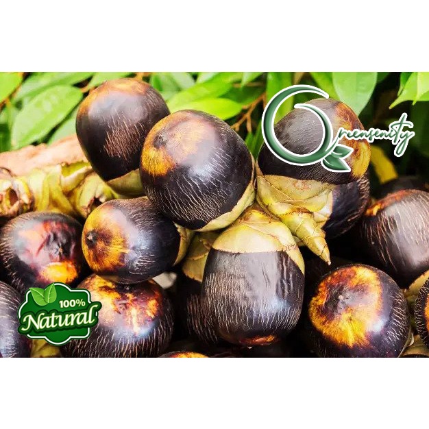 

BUAH SIWALAN/LONTAR 5 BIJI
