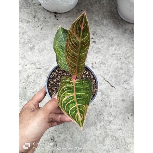 aglonema kresna golden