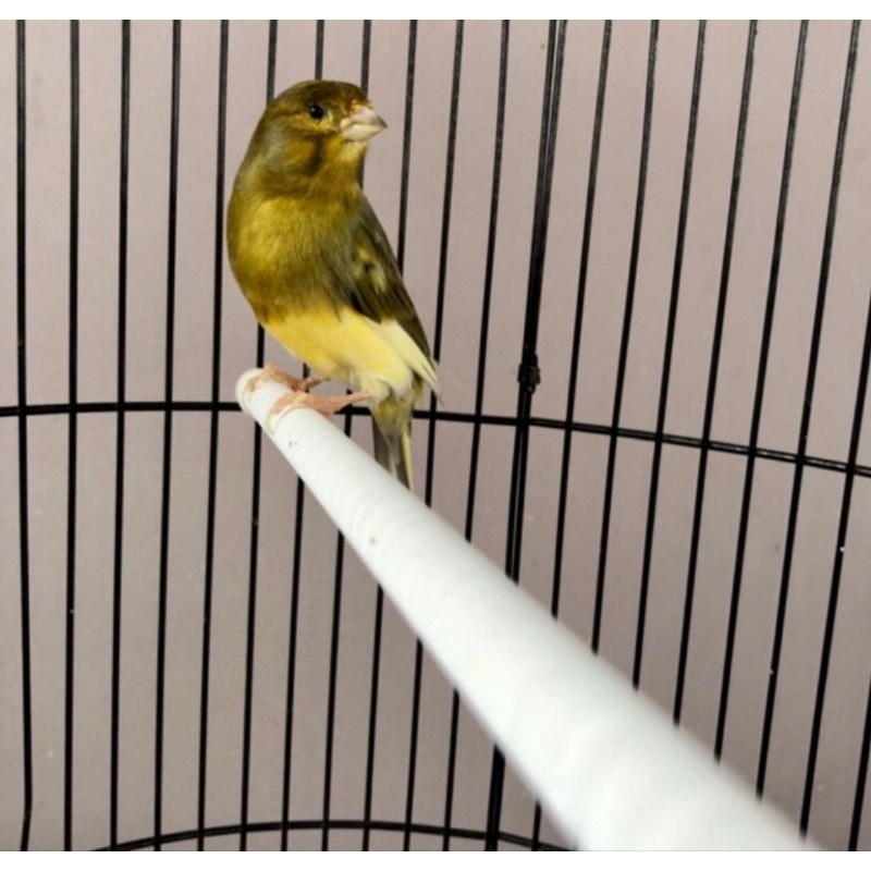 BURUNG KENARI AF GACORAN JANTAN