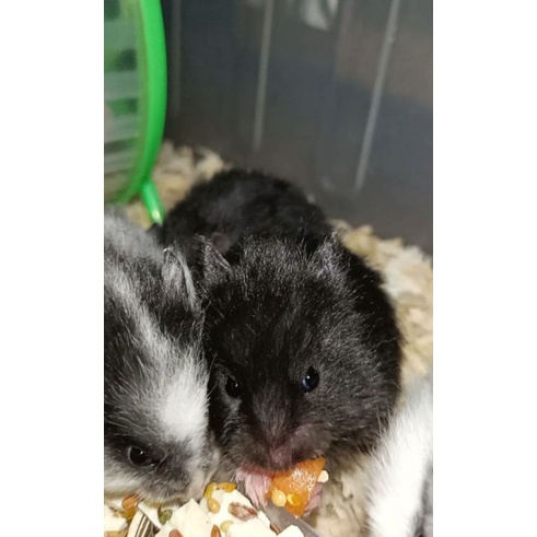 Hamster Syrian Long Hair (KHUSUS AREA SEMARANG GRAB EXPRESS/INSTANT)