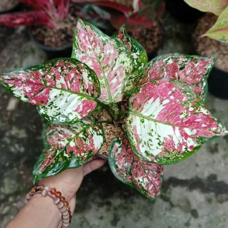 ☝ Bibit bonggol aglonema tricolor Aglonema Murah ✩