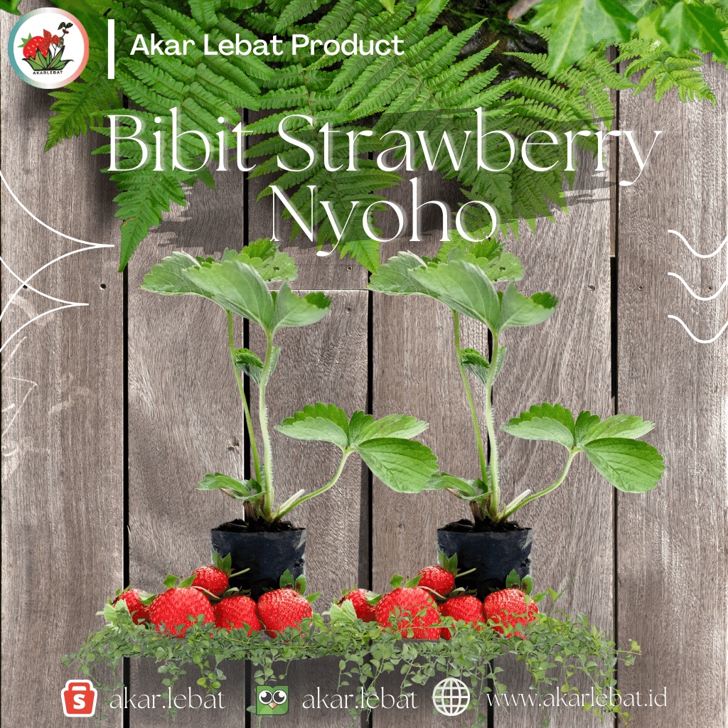 BIBIT BUAH STRAWBERRY NYOHO, VARIETAS STRAWBERRY DATARAN RENDAH