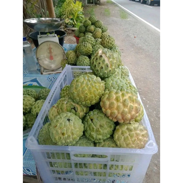Buah Srikaya 1kg Fresh