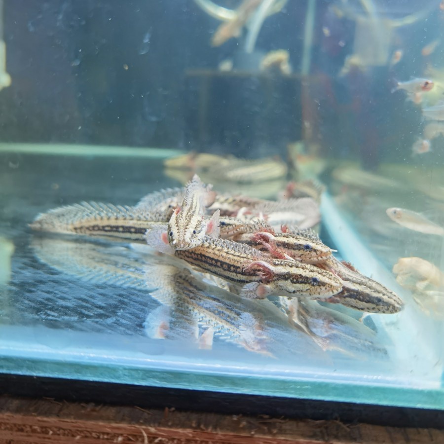 Palmas Lapradei 9-10cm