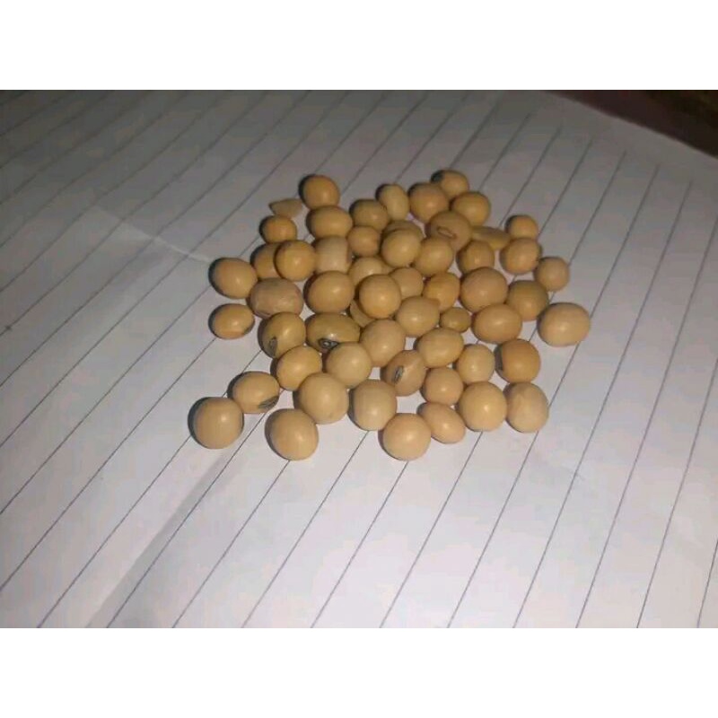Bibit kedelai import 1kg
