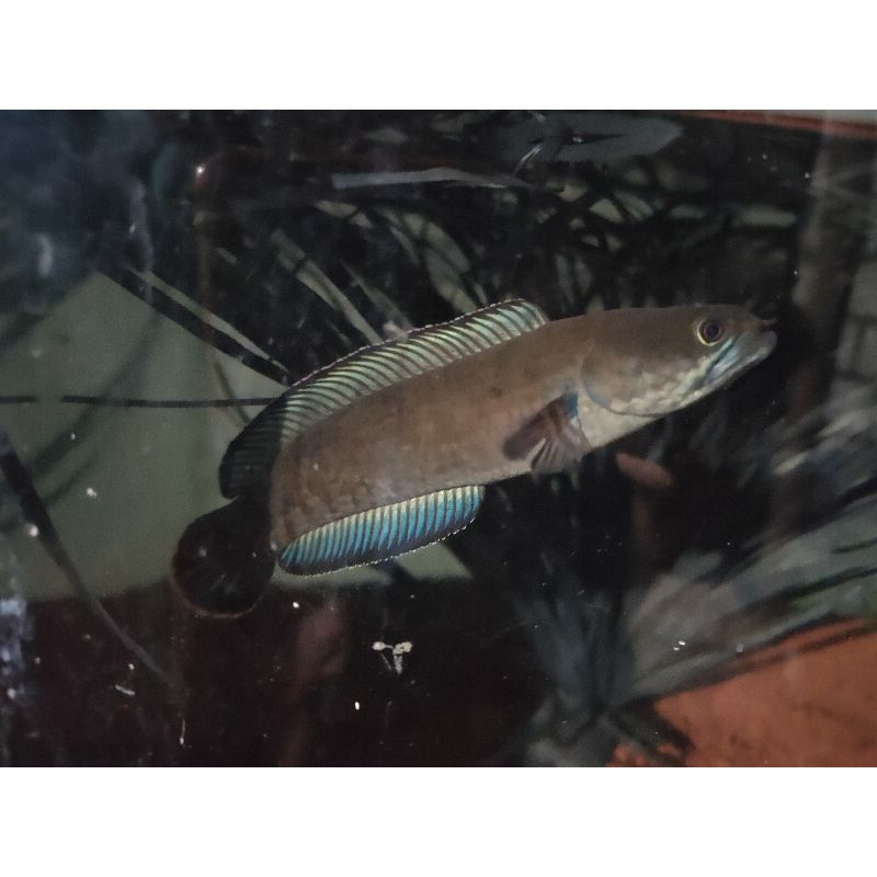 Andrao 5-6cm Grade A