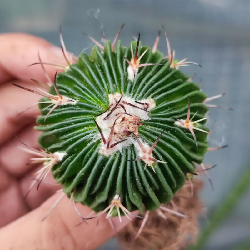 Stenocactus multicostatus Ownroot Seedling Import