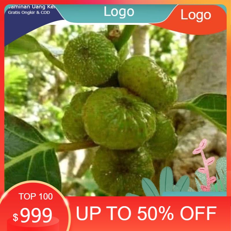 

jual buah awar awar segar asli