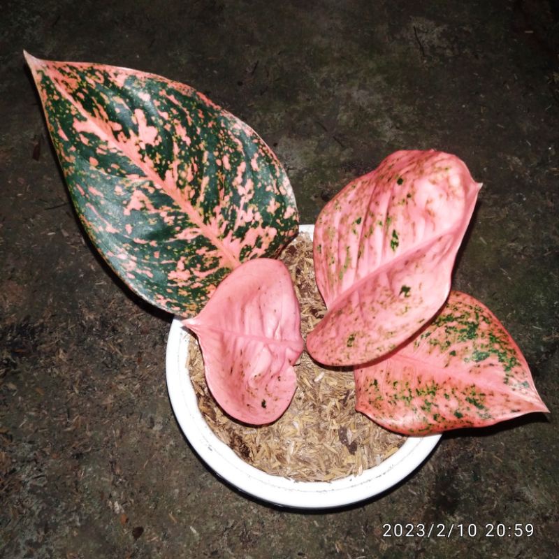 aglonema stardas orange