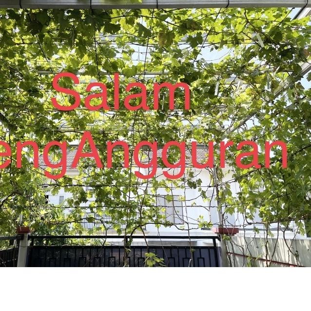 ♦ Entres anggur import per paket ❂