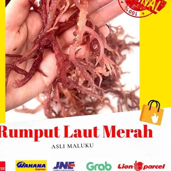 

♦ 1 KG RUMPUT LAUT MERAH KERING ( Eucheuma cotoni) sea birdnest kualitas premium no 1 dijamin 100% asli ✻