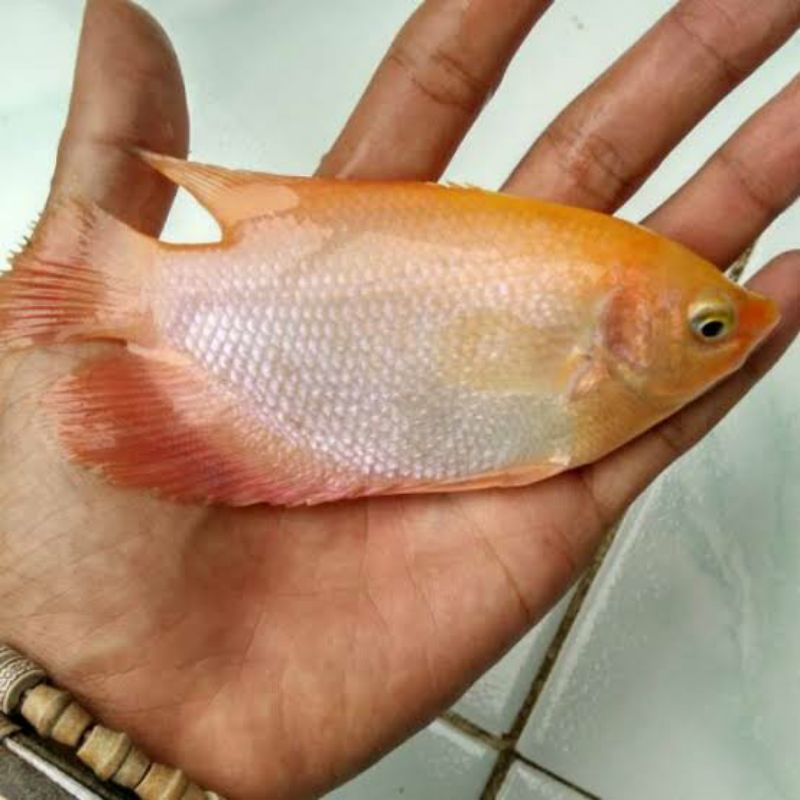 GURAME PADANG 2-3 JARI