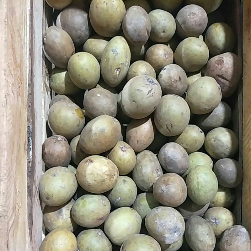 

Sawo Madu 1kg