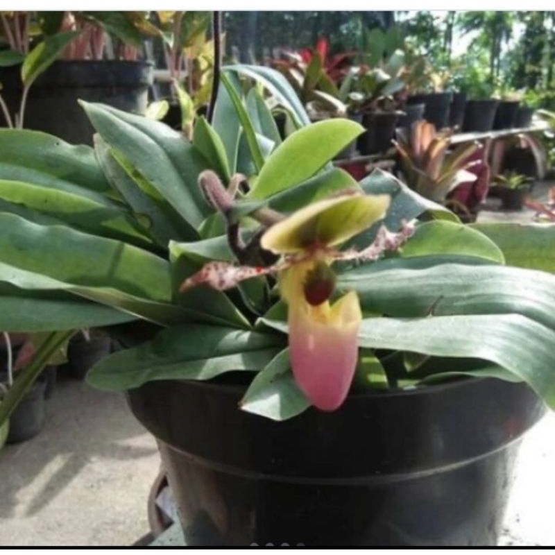 Paket hemat anggrek selop ( 5 anggrek ) dewasa siap berbunga