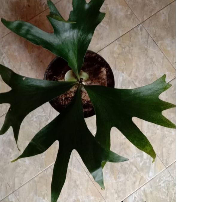 ❀ platycerium(kadaka..doa) ☟