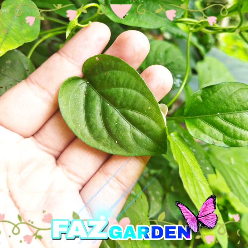 

200Lembar daun kentut simbukan langsung petik