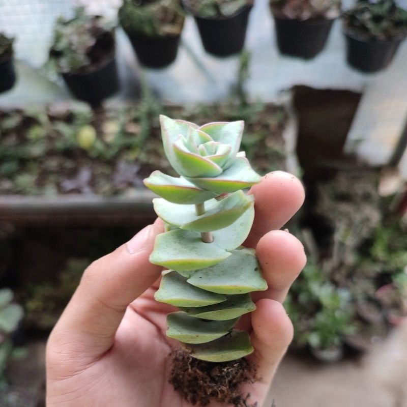 Crassula perforata Sate