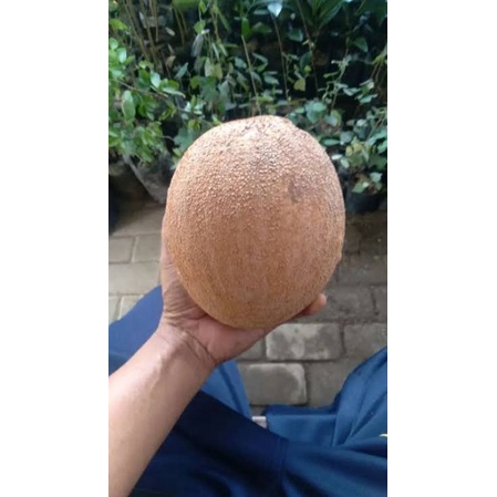 Bibit Mamey Sapote Keywest Buah bulat