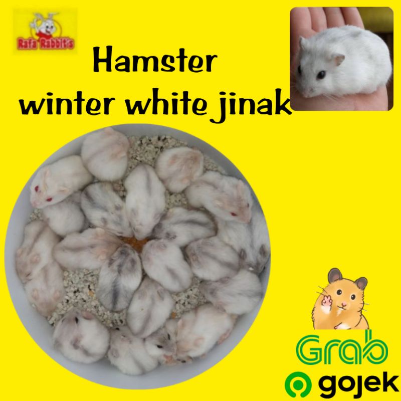 hamster winter white jinak khusus gojek menggemaskan lucu