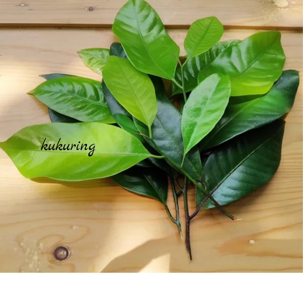 

PROMO Daun Pala Segar 500 Gram - Herbal daun pala murah