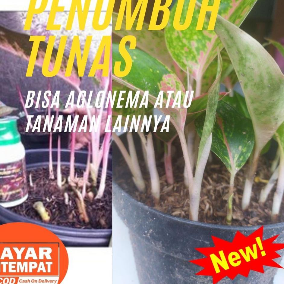 Super Delivery Perangsang Tunas Tanaman Mekar Hurip Plus Pupuk Untuk Penumbuh Tunas Tanaman Aglonema