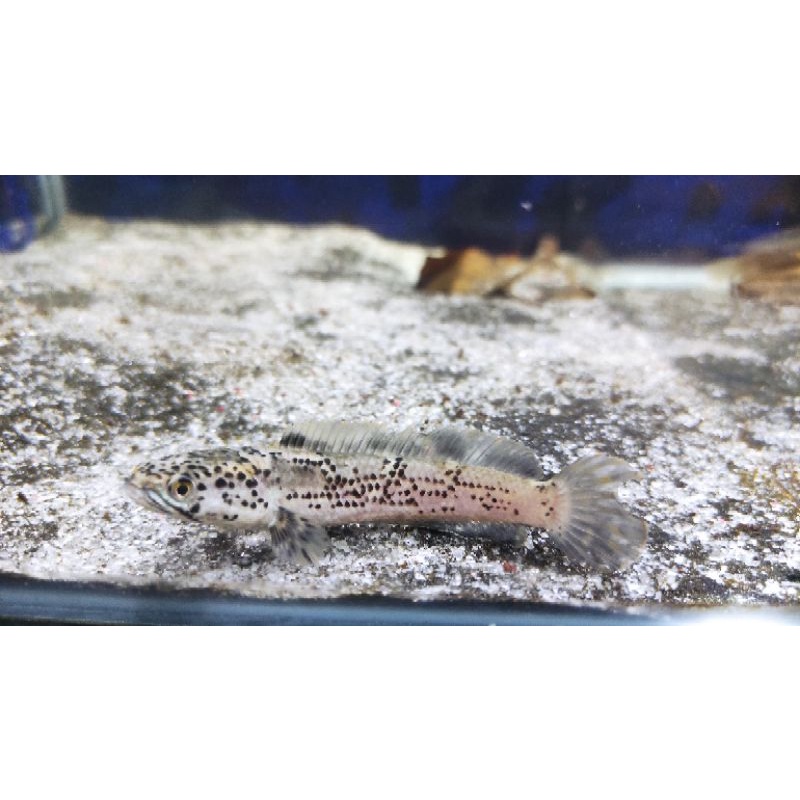 Limbata granit pyton 7-9cm grade A Cb channa limbata granit