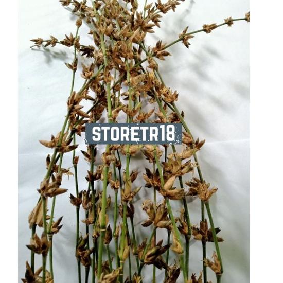 Promo Hemat Bunga Bambu Kembang Pring Asli per 15 batang