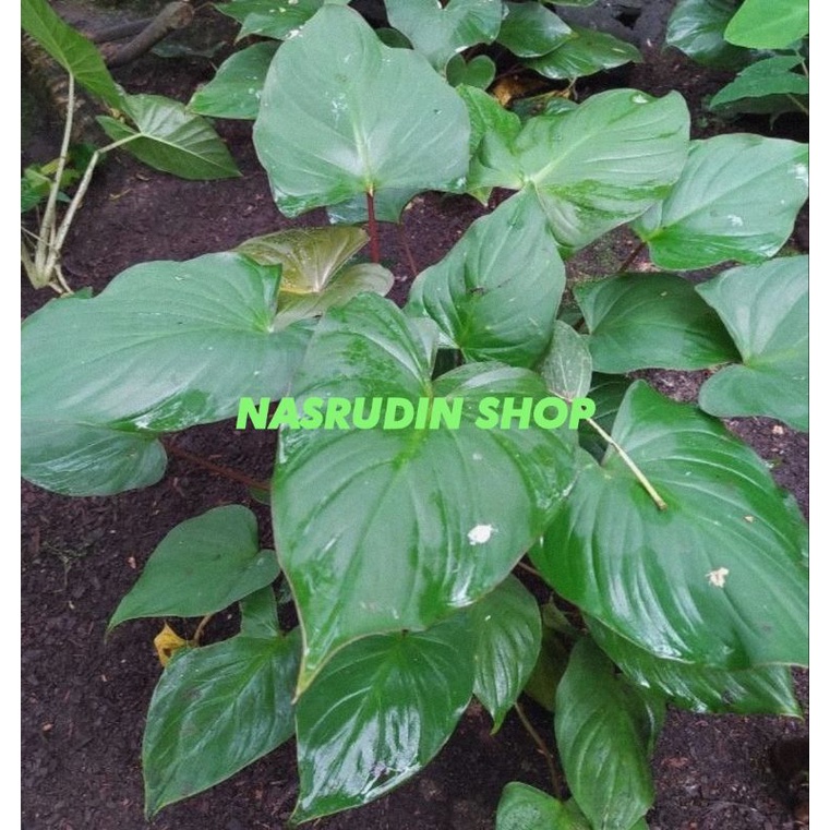 

[Fresh] BIBIT CARIANG / BIBIT NAMPU PERPOHON CABUTAN / BIBIT NAMPO