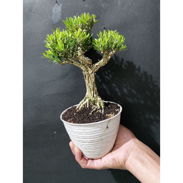 boxus tua (Buxus sempervirens,)ukuran besar - floristajavanica