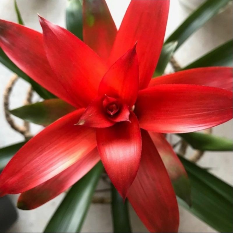 ( BISA COD ) TERMURAH! Bunga Hias Bromeliad Guzmania Bunga Merah / Tanaman Hias Bunga Bromelia Gusmania Merah / Tanaman Hidup Bromelia Guzmania Sudah Berbunga pohon hidup - TitipBibit