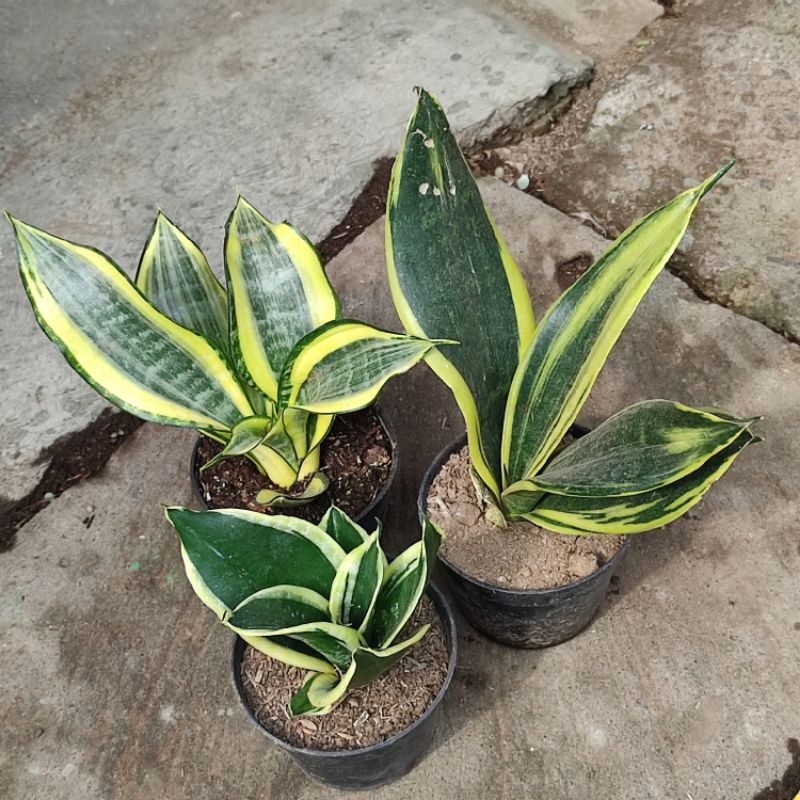 Tanaman Sansevieria Sansivera Lidah Mertua Indoor Pagoda Twister Tsunami Gold Flame Murah Bebas Pilih Beragam Jenis