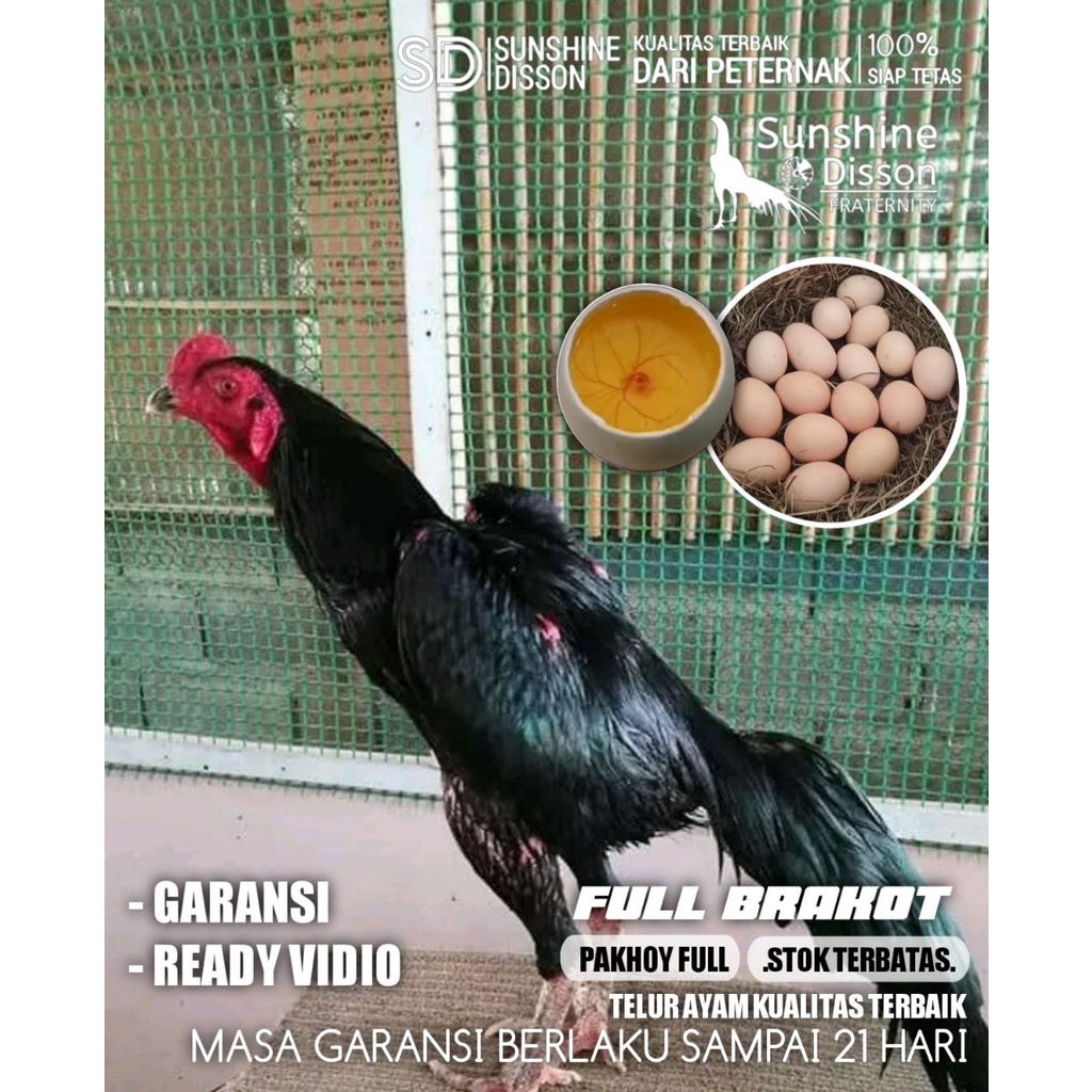 AYAM BANGKOK PAKHOY ASLI SUPER BRAKOT LINE HONGDAM telur tetas
