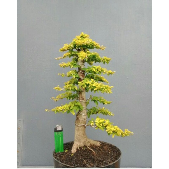 tanaman bonsai golden ligustrum/kututan kuning (bonsai siap tampil) - TitipBibit