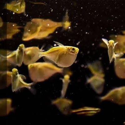 Detect Hatchet Fish Rare Ikan Kapak