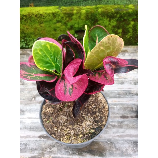 puring busarin cabang