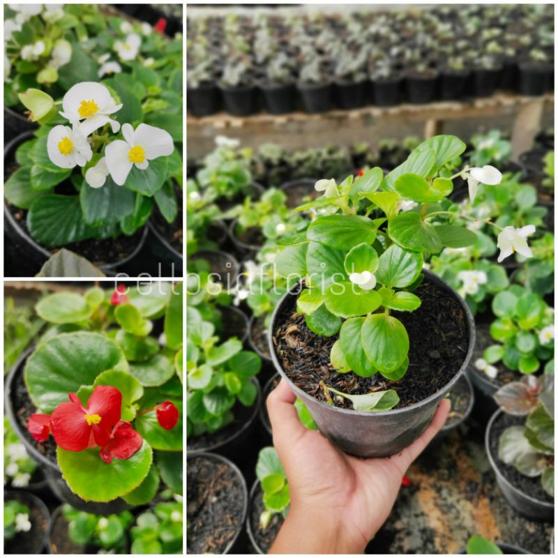 Tanaman Hias Begonia Cucullata Bunga Merah dan Putih (Sudah Berbunga) pohon hidup - TitipBibit